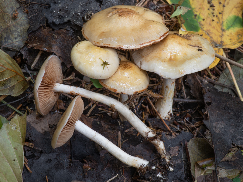 Cortinarius delibutus